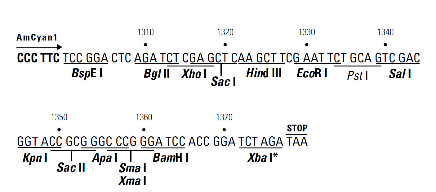 pAmCyan1-C1 多克隆位点 点击看大图 pAmCyan1-C1 多克隆位点